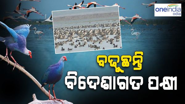 ଭିତରକନିକାରେ ମେଳି ବାନ୍ଧୁଛନ୍ତି ବିଦେଶୀ ପକ୍ଷୀ, ବଢିଛନ୍ତି 11 ହଜାର ପକ୍ଷୀ