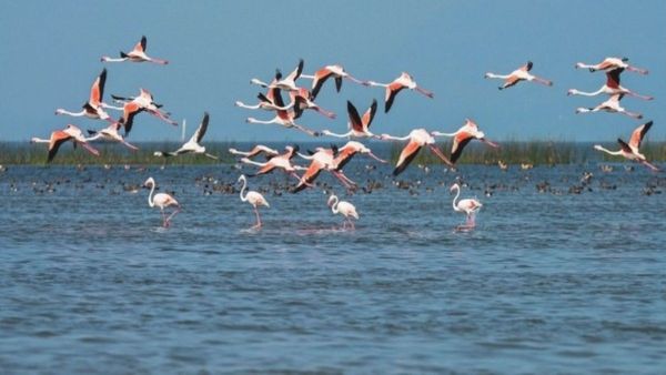 ଚିଲିକାରେ ପକ୍ଷୀ ଗଣନା ଆରମ୍ଭ; ୫ଟି ରେଞ୍ଜରେ ୨୧ଟି ଟିମ୍ ନିୟୋଜିତ