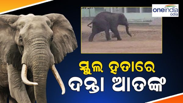 ସ୍କୁଲ ହତାରେ ଦନ୍ତା ଆତଙ୍କ, ଘରୁ ନ ବାହାରିବା ପାଇଁ ବନବିଭାଗ ପକ୍ଷରୁ ନିବେଦନ