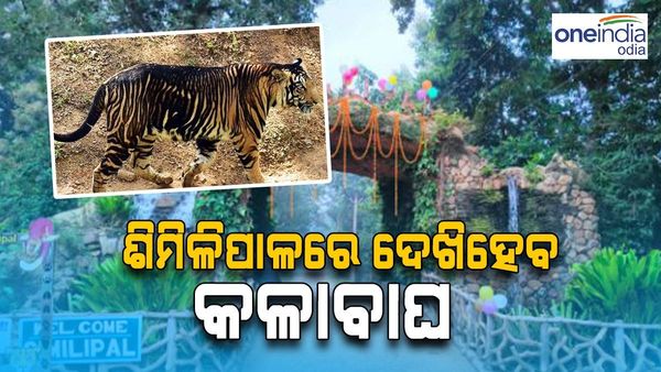 କଳାବାଘ ଦେଖି ପାରିବେ ପର୍ଯ୍ୟଟକ, ଶମିଳିପାଳରେ ହେବ କଳାବାଘ ସଫାରୀ