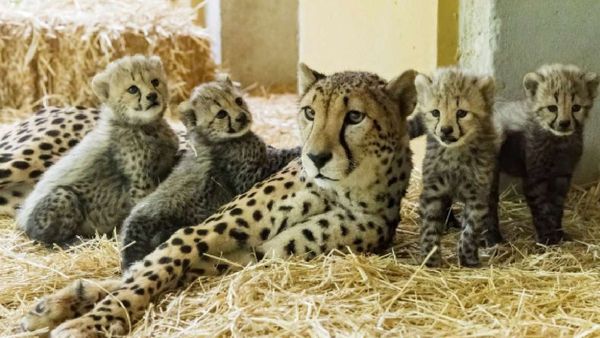 କୁନୋ ଜାତୀୟ ଉଦ୍ୟାନରେ ବଢିଲା ଚିତା ସଂଖ୍ୟା, ଚିତା ଜ୍ୱାଲା ଦେଲା ତିନିଟି ଶାବକକୁ ଜନ୍ମ