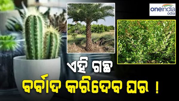 Vastu Tips: ଘରେ ଲଗାଇଛନ୍ତି କି ଏହି ସବୁ ଗଛ ? ମାଡ଼ିବସିବ ଦାରିଦ୍ର୍ୟ...