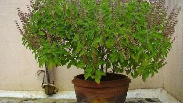 ଆପଣଙ୍କ ଘରେ ଏଠି ଅଛି କି ତୁଳସୀ ଗଛ? ଆସିପାରେ ବଡ଼ ଅସୁବିଧା ... 