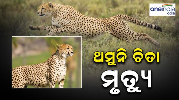 କୁନୋ ଜାତୀୟ ଉଦ୍ୟାନରେ ଆଉ ଏକ ଚିତା ମୃତ୍ୟୁ