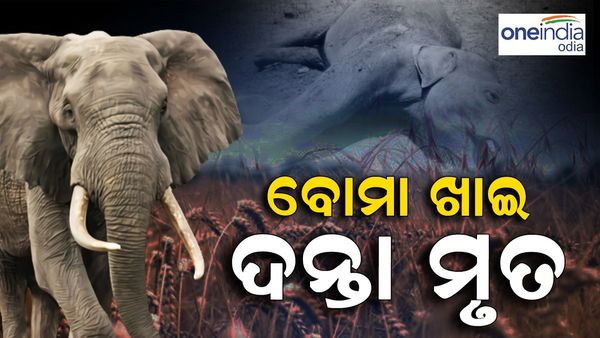 ହାତୀ ପାଟିରେ ଫୁଟିଗଲା ବୋମା, ପ୍ରାଣ ହରାଇଲା ଦନ୍ତା