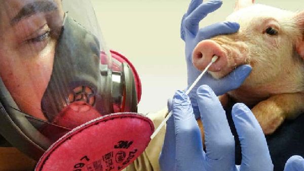 ପୁଣି ଚିନ୍ତା ବଢାଉଛି ସ୍ୱାଇନ୍‌ ଫ୍ଲୁ ଫିବର: WHO ଜାରି କଲା ସତର୍କ ସୂଚନା, ଜାଣନ୍ତୁ ଏହାର ଲକ୍ଷଣ