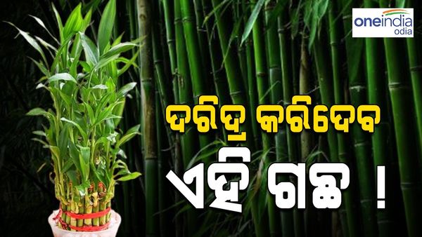 ଘର ପାଖରେ ଅଛି କି ଏହି ସବୁ ଗଛ ? ହୋଇପାରେ ଆପଣଙ୍କ ଗରିବ ହେବାର କାରଣ...