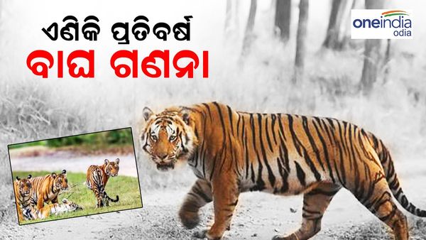 ସାତକୋଶିଆରେ ବାଘ ବଂଶ ବୃଦ୍ଧି ନେଇ ଯୋଜନା କରୁଛି ବନ ବିଭାଗ, ଏଣିକି ପ୍ରତିବବର୍ଷ ହେବ ବାଘ ଗଣନା
