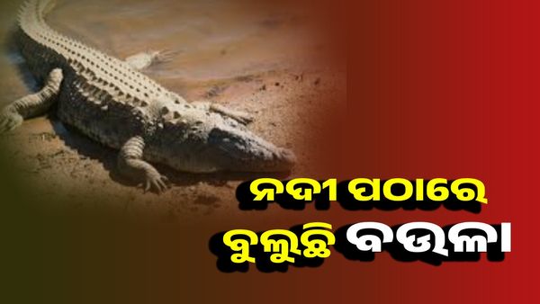 ମହାନଦୀ ପଠାରେ ବୁଲୁଥିଲା ବଉଳା କୁମ୍ଭୀର, ଉଦ୍ଧାର କଲା ବନ ବିଭାଗ
