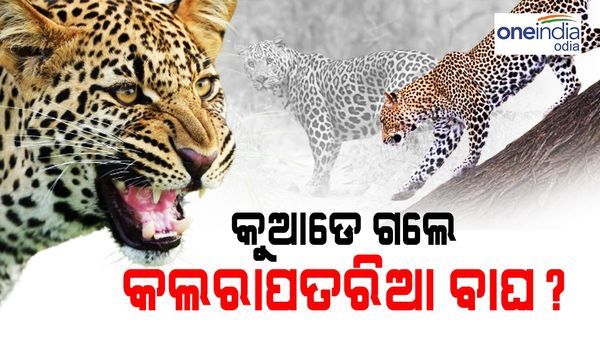ଓଡ଼ିଶାରେ କମୁଛି କଲରାପତରିଆ ବାଘ ସଂଖ୍ୟା; ୪ ବର୍ଷରେ ୧୯୨ କଲରାପତରିଆ ଉଭାନ, ଚିନ୍ତା ବଢ଼ାଇଲା ଏନଟିସିଏ ରିପୋର୍ଟ