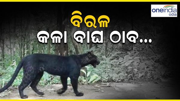 ୬ ବର୍ଷ ପରେ ଓଡ଼ିଶାର ଏହି ସ୍ଥାନରେ ବିରଳ କଳା ବାଘ ଠାବ