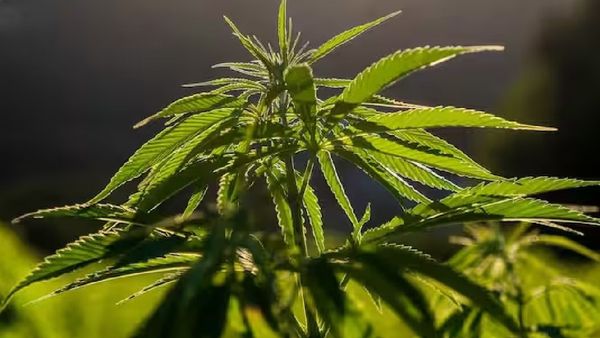 ଏହି ଦେଶରେ ଗଞ୍ଜେଇକୁ ମିଳିଲା ଅନୁମତି , ଏଣିକି ୧୮ ବର୍ଷରୁ ଉର୍ଦ୍ଧ୍ୱ ବ୍ୟକ୍ତି ଟାଣିପାରିବେ ଗଞ୍ଜେଇ