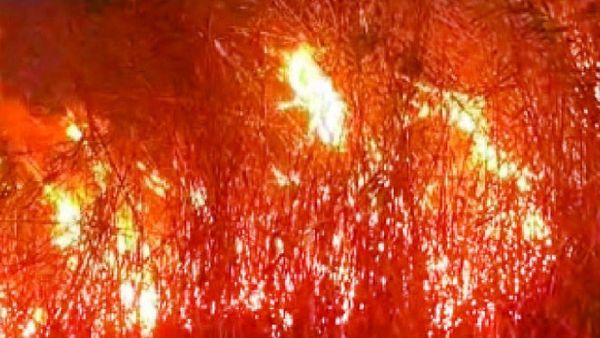 ଚିଲିକା ନଳଘାସରେ ଲାଗିଲା ନିଆଁ