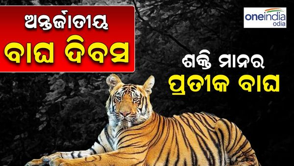 International Tiger Day 2024: ଅନ୍ତର୍ଜାତୀୟ ବ୍ୟାଘ୍ର ଦିବସ, କାହିଁକି ପାଳନ ହୁଏ ଏହି ଦିବସ ? କେତେ ସୁରକ୍ଷିତ ବାଘ ମାମୁଁ ?