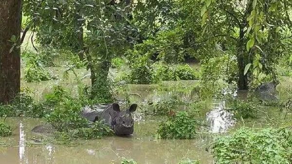 Assam floods: କାଜିରଙ୍ଗା ଜାତୀୟ ଉଦ୍ୟାନରେ ମଲେଣି ୧୩୭ ବନ୍ୟଜନ୍ତୁ