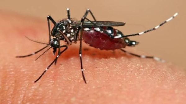 ଦେଶରେ ବଢୁଛି ଜିକା ସଂକ୍ରମଣ ମାମଲା