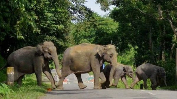 World Elephant Day: ଆଜି ବିଶ୍ୱ ହାତୀ ଦିବସ, ଓଡ଼ିଶାରେ କେତେ ଅଛନ୍ତି ହାତୀ ?