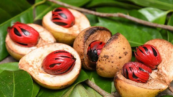 Skin Care Tips: ସୁନ୍ଦର ତ୍ୱଚା ପାଇଁ ବ୍ୟବହାର କରନ୍ତୁ ଜାଇଫଳ