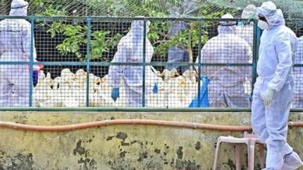 କେନ୍ଦ୍ରାପଡ଼ାକୁ ବ୍ୟାପିଲା ବାର୍ଡ ଫ୍ଲୁ ,ଚାରିଛକରେ ନାକା ଲଗାଇଲା ପ୍ରଶାସନ