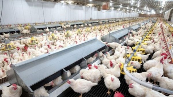 Bird Flu: ବାର୍ଡ ଫ୍ଲୁ ହେତୁ ୩ ମାସ ଯାଏଁ କୁକୁଡ଼ା ଚାଷ ଉପରେ ପ୍ରଶାସନର କଟକଣା