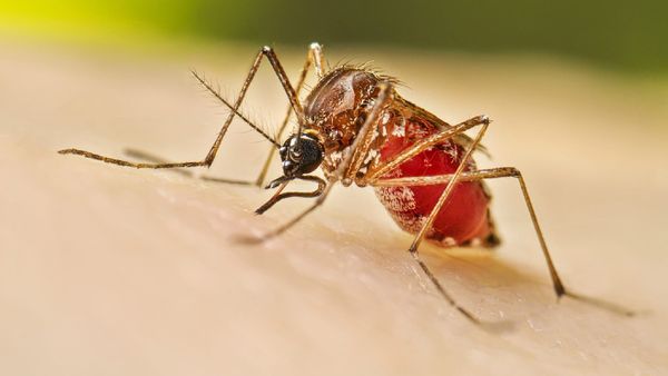 ବର୍ଷା ସହ ବଢିବାରେ ଲାଗିଛି ଡେଙ୍ଗୁ ଆକ୍ରାନ୍ତଙ୍କ ସଂଖ୍ୟା, ଏହି ଲକ୍ଷଣ ଦେଖାଦେଲେ ତୁରନ୍ତ ନିଅନ୍ତୁ ଡାକ୍ତରଙ୍କ ପରାମର୍ଶ