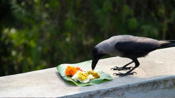 ପିତୃ ପକ୍ଷରେ ଏପରି ସଙ୍କେତ ମିଳୁଥିଲେ ହୋଇଯାଆନ୍ତୁ ସାବଧାନ୍