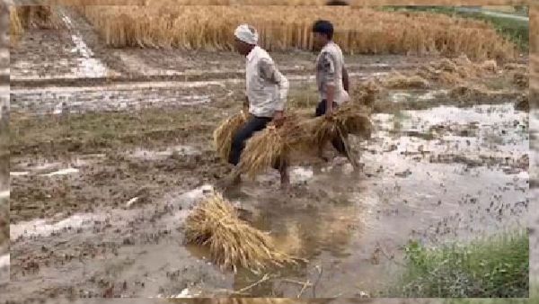ବାତ୍ୟା ଦାନା ପ୍ରଭାବ: ୮୦ ହଜାର ହେକ୍ଟର ଚାଷ କ୍ଷତି