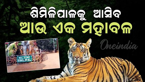 ଶିମିଳିପାଳକୁ ଆସିବ ଆଉ ଏକ ମହାବଳ; ମହାରାଷ୍ଟ୍ର ଗଲା ଟିମ୍