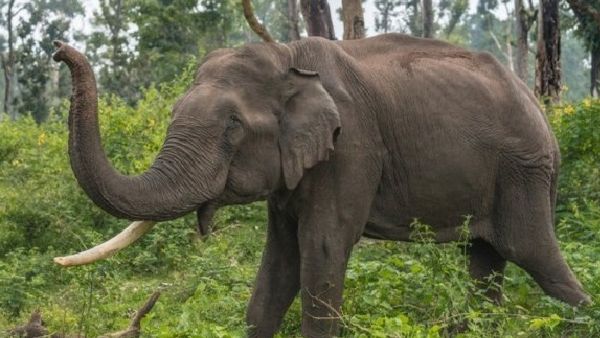 ରେଢାଖୋଲରେ ହାତୀ ମୃତ୍ୟୁ ମାମଲା: ୪ ବନ କର୍ମଚାରୀ ନିଲମ୍ବିତ