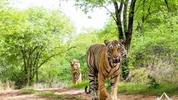 ଯମୁନା ପରେ ଶିମିଳିପାଳକୁ ଆସିଲା ଦ୍ୱିତୀୟ ବାଘୁଣୀ