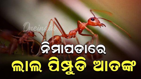 ନିମାପଡ଼ାରେ ଲାଲିପିମ୍ପୁଡି ଆତଙ୍କ, ଚିନ୍ତାରେ ଗ୍ରାମବାସୀ