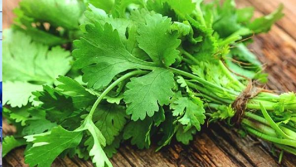 ଧନିଆ ପତ୍ର ସ୍ୱାସ୍ଥ୍ୟ ପାଇଁ କେତେ ଉପକାରୀ?