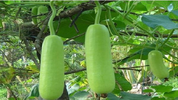 ସ୍ୱାସ୍ଥ୍ୟ ପାଇଁ କେତେ ହିତକର ଲାଉ?