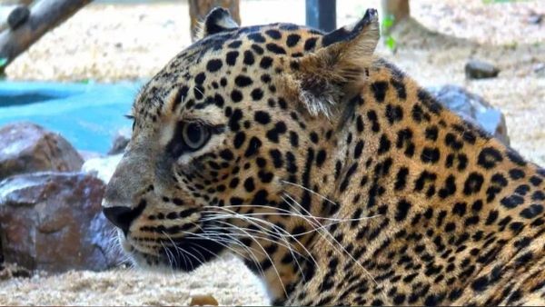 ସମ୍ବଲପୁର ଚିଡିଆଖାନାରେ ବାଘୁଣୀ 'ରାଣୀ'ର ମୃତ୍ୟୁ