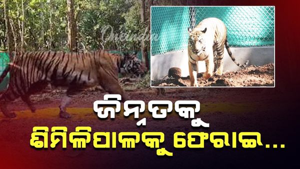 ବାଘୁଣୀ ଜିନ୍ନତକୁ ଶିମିଳିପାଳ ଛାଡ଼଼: NTCA