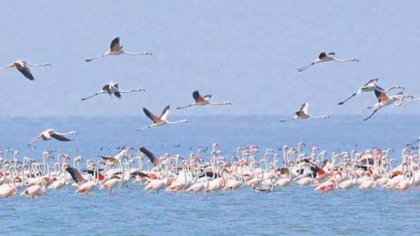 ଚିଲିକାରେ କମିଲା ପକ୍ଷୀଙ୍କ ସଂଖ୍ୟା: ଗତବର୍ଷ ଠାରୁ ଚଳିତ ବର୍ଷ ୧୦ ହଜାର ୫୩୧ସଂଖ୍ୟା କମ