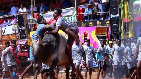ଜଲ୍ଲିକାଟୁ ପ୍ରତିଯୋଗିତା: ୭ ମୃତ,୪୦୦ ଆହତ