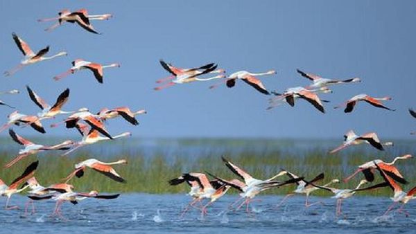 ରାଜ୍ୟରେ ଆଜିଠୁ ବିଦେଶାଗକ ପକ୍ଷୀଗଣନା ଜାରି