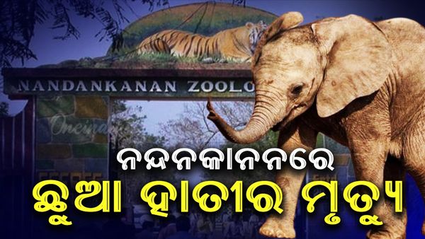 ନନ୍ଦନକାନନରେ ଛୁଆ ହାତୀର ମୃତ୍ୟୁ