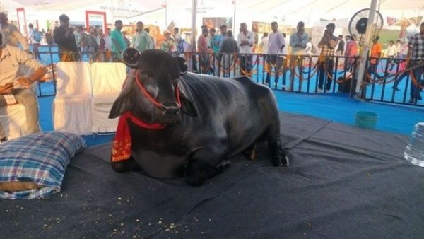 ‘ମତ୍ସ୍ୟ-ପ୍ରାଣୀ ସମାବେଶ: ମୁଖ୍ୟ ଆକର୍ଷଣ ୩୦ କୋଟି ଟଙ୍କାର ମଇଁଷି