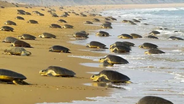 ଭାଙ୍ଗିଲା ୨୩ ବର୍ଷର ରେକର୍ଡ; ଋଷିକୁଲ୍ୟା ମୁହାଣରେ ୬,୯୮‌,୭୧୮ ଅଲିଭ ରିଡଲେ କଇଁଛଙ୍କ ଅଣ୍ଡାଦାନ