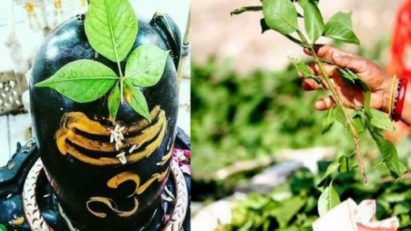 Mahashivratri 2025: ମହାଶିବରାତ୍ରିରେ ଶିବ ଲିଙ୍ଗରେ ଚଢ଼ାନ୍ତୁ ୧୦୮ ବେଲ ପତ୍ର, ଦୂର ହେବ ସବୁ ସମସ୍ୟା