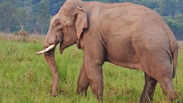 ଘର ଭାଙ୍ଗିଲା ଗୋଠଛଡ଼ା ଦନ୍ତା, ଆତଙ୍କିତ ଲୋକ