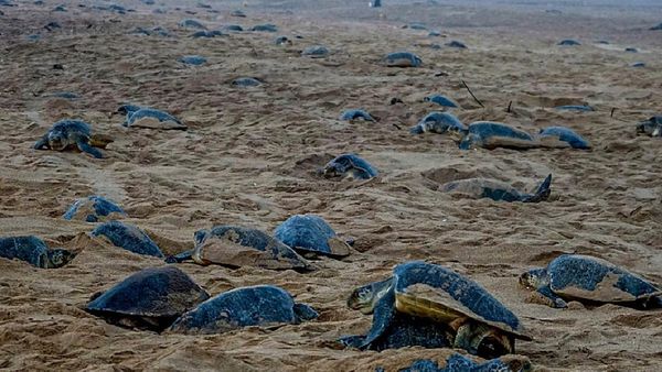 ଅଲିଭ୍ ରିଡ୍‌ଲେଙ୍କ ଗଣଅଣ୍ଡାଦାନ: ଦିନକରେ ୧୧ହଜାର କଇଁଛ ଦେଲେ ଅଣ୍ଡା