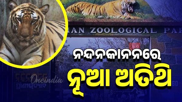 ନନ୍ଦନକାନନରେ ବୃଦ୍ଧି ପାଇଲା ବାଘ ସଂଖ୍ୟା, ଆସିଲା ନୂଆ ଅତିଥି