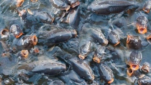 Fish Farming : ଓଡ଼ିଶାରେ ମତ୍ସ୍ୟ ଚାଷର ହେବ ବିକାଶ