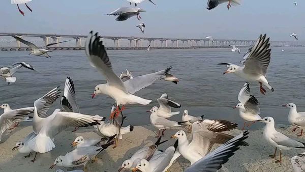 ମହାକମ୍ବୁର ୧୫ ଦିନ ପରେ ସଙ୍ଗମରୁ ଆସିଲା ଖୁସି ଖବର, ବୈଜ୍ଞାନିକମାନେ ବି ହୋଇଗଲେ ଚକିତ