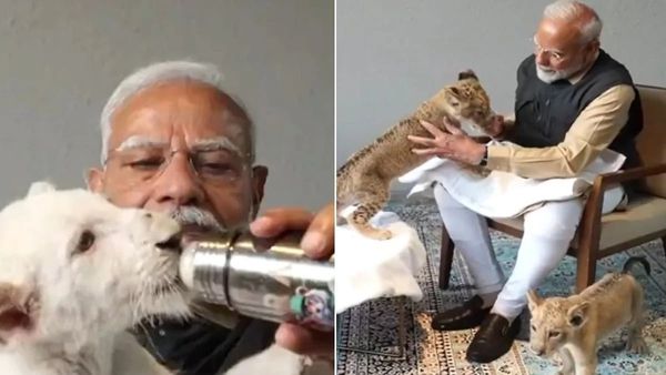 ସିଂହ ଛୁଆକୁ କ୍ଷୀର ପିଆଇଲେ ପ୍ରଧାନମନ୍ତ୍ରୀ ମୋଦି