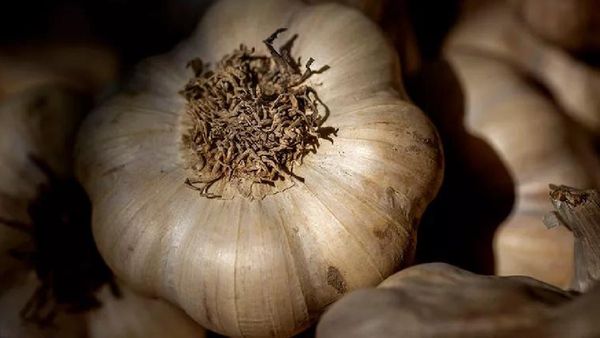 କଞ୍ଚା ରସୁଣ ଖାଇଲେ ମିଳିଥାଏ ଏହି ରୋଗରୁ ମୁକ୍ତି