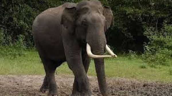 ରାଜଧାନୀରେ ବୁଲୁଛି ହାତୀ, ସତର୍କ ରହିବା ପାଇଁ ଲୋକଙ୍କୁ ପରାମର୍ଶ